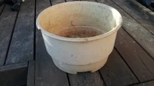 עציץ גינה שמשמש כמיכל גידול